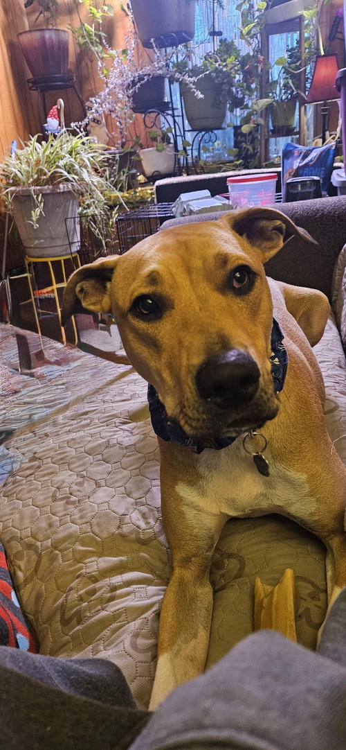 picture of the dog needing adoption