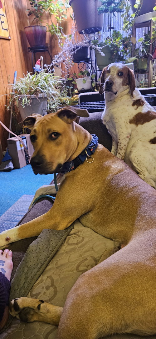 FLASH - Boxer available for adoption