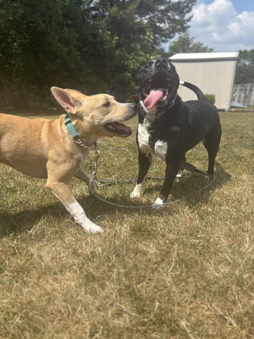 RASCAL JR. - American Staffordshire Terrier available for adoption