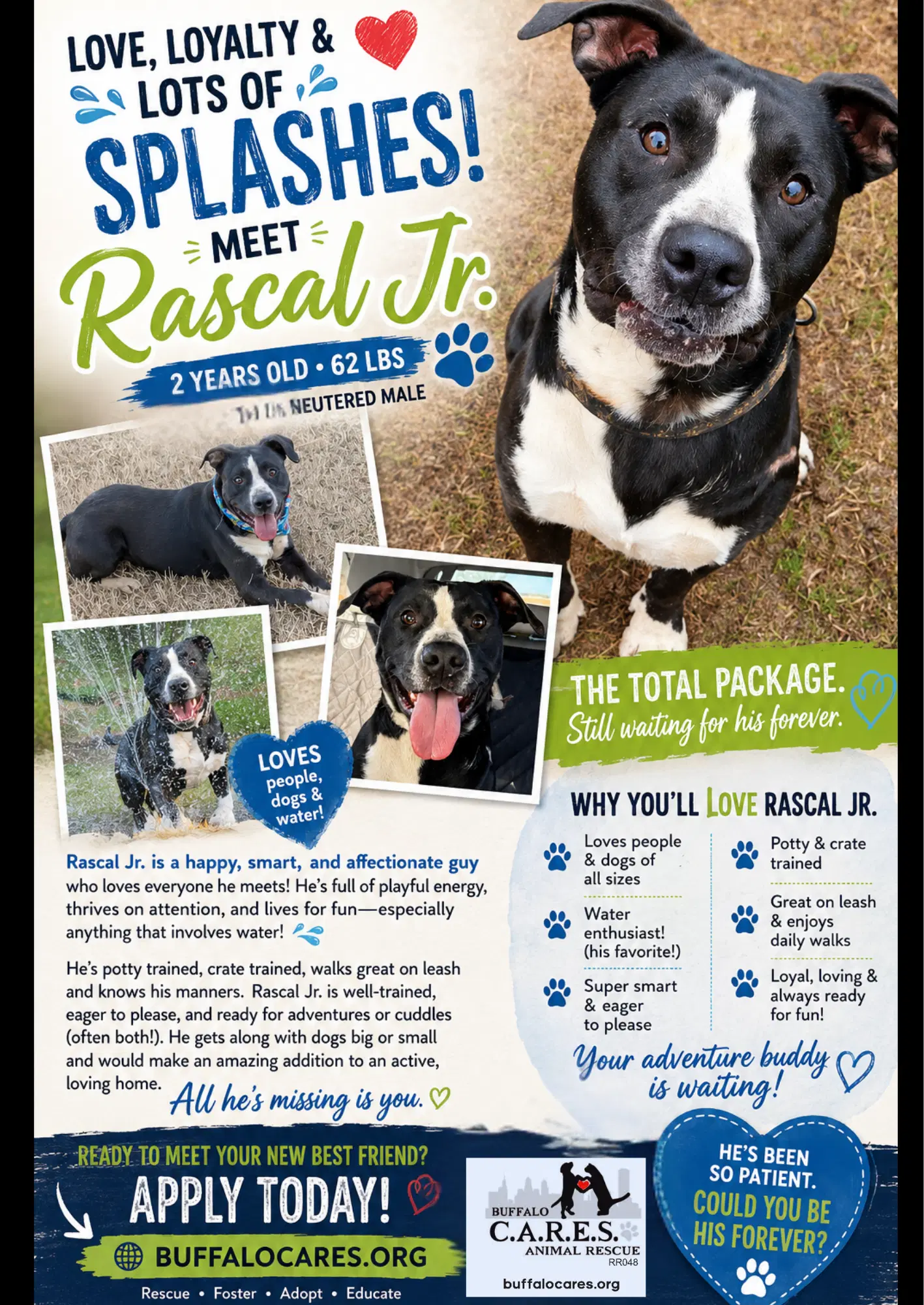 Rascal Jr - American Staffordshire Terrier