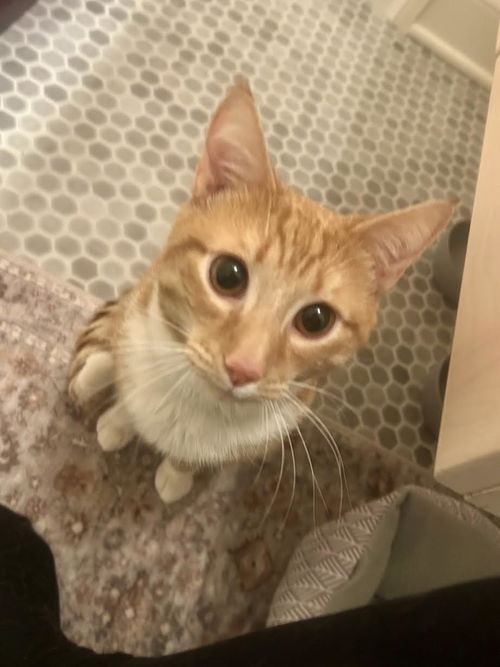 picture of the cat needing adoption