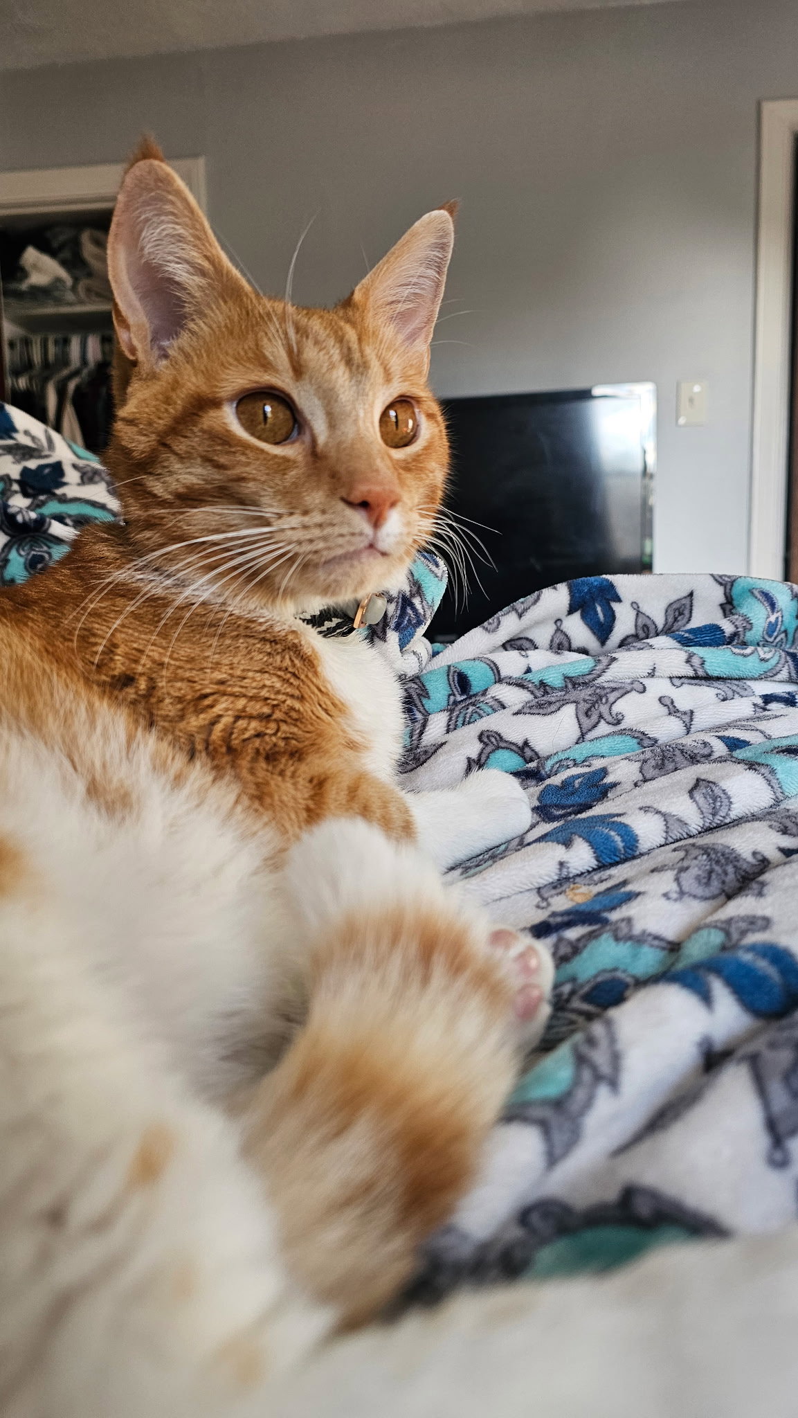 Xzylo, Domestic Short Hair