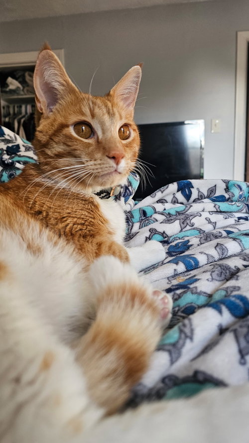 Xzylo, Domestic Short Hair / Mixed (short coat)