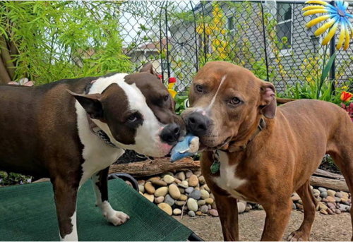 SANDERS - Pit Bull Terrier available for adoption
