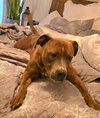 Sanders - Photo 3