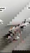 Snowball