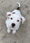 Snowball