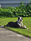 Mr. Handsome