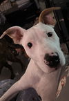 Alfie