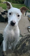 Alfie