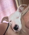 Alfie
