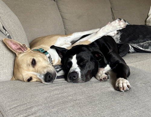 AJ - Labrador Retriever / Hound available for adoption