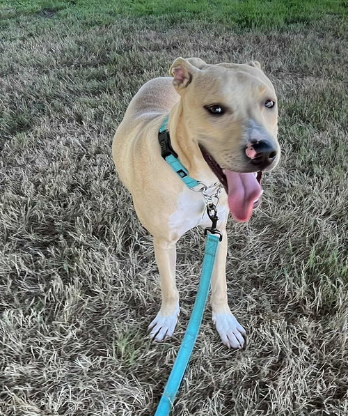 picture of the dog needing adoption