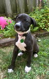 Duchess