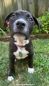 Duchess