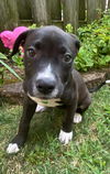 Duchess