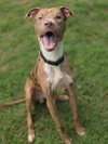 Woody - Photo 7