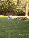 Woody - Photo 12