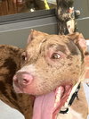 Woody - Photo 13