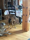Woody - Photo 9