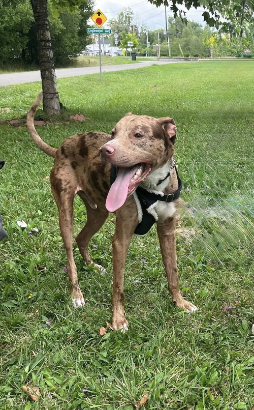 picture of the dog needing adoption