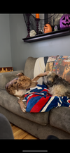 Woody - Photo 6