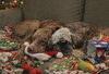 Woody - Photo 3