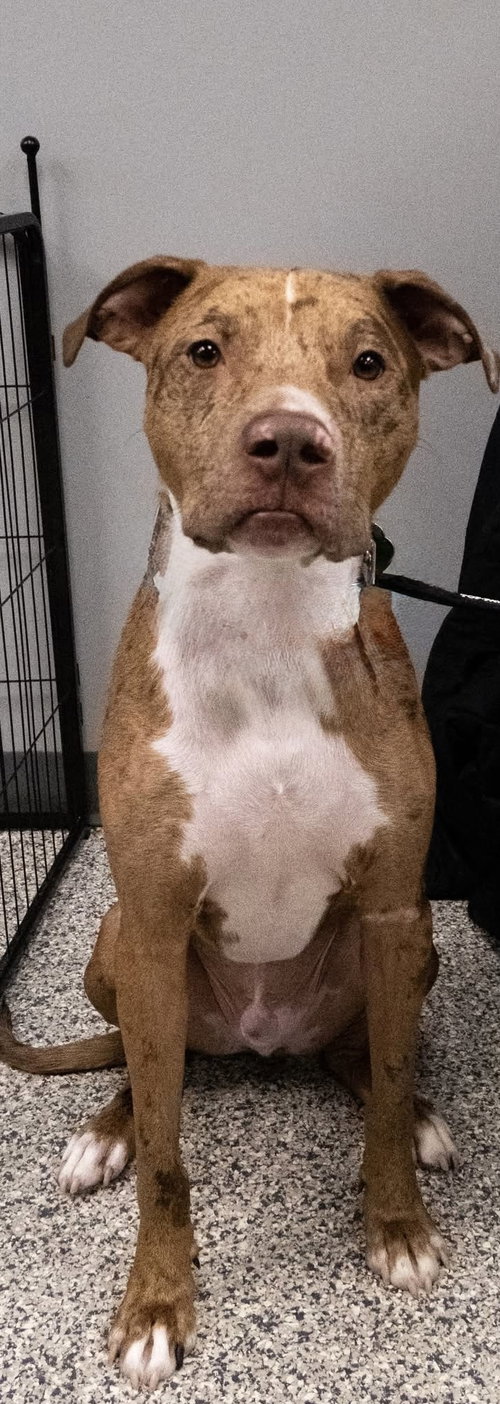picture of the dog needing adoption