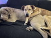 Zig - Photo 3