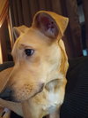 Zig - Photo 5