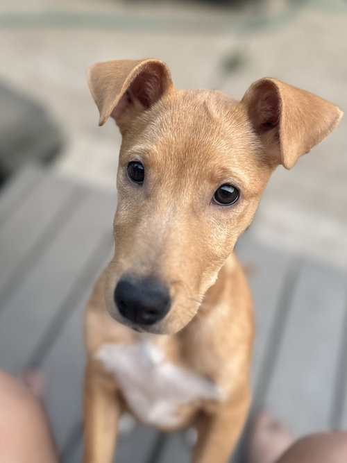 picture of the dog needing adoption
