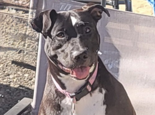 picture of the dog needing adoption