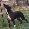 Sweet Rosie - Photo 2