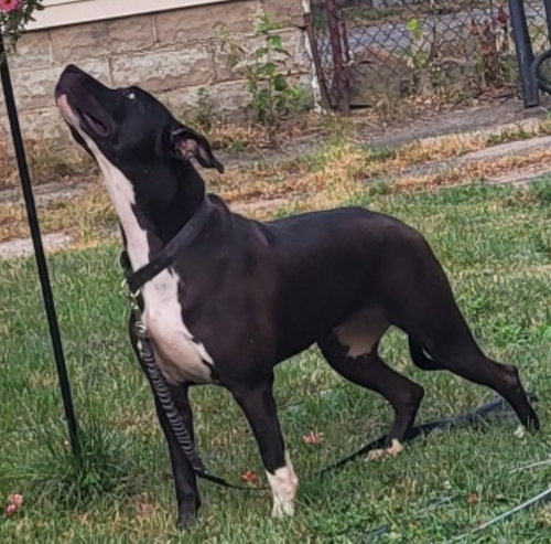 SWEET ROSIE - Labrador Retriever available for adoption