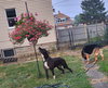 Sweet Rosie - Photo 5