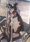 Sweet Rosie - Photo 6