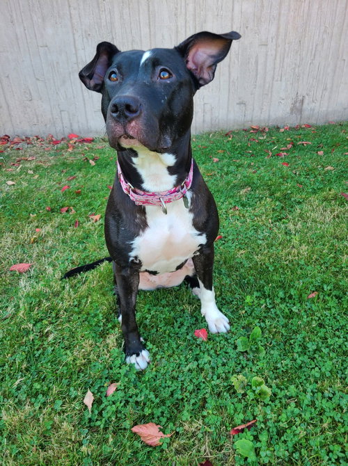Sweet Rosie, an adoptable Labrador Retriever in Tonawanda, NY