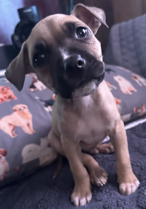 picture of the dog needing adoption