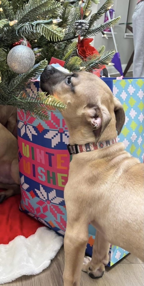 picture of the dog needing adoption