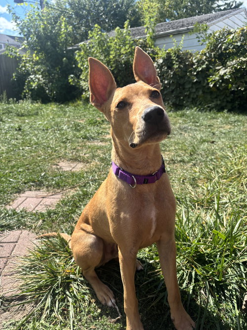 picture of the dog needing adoption