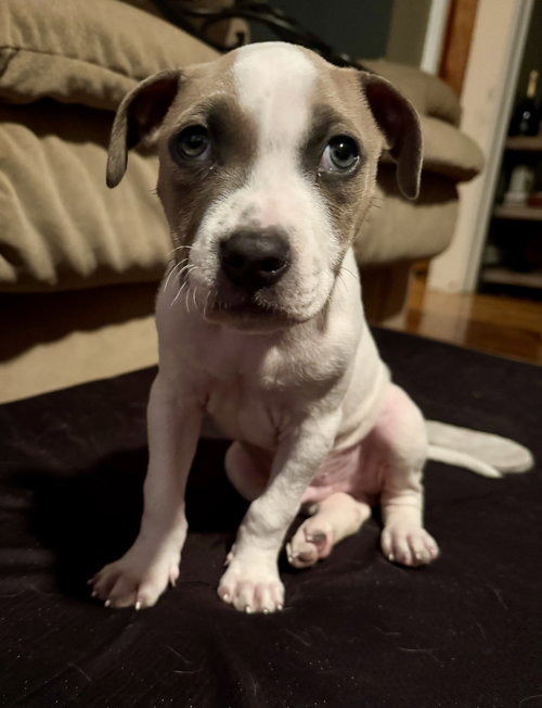 picture of the dog needing adoption