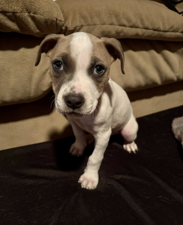 Finn