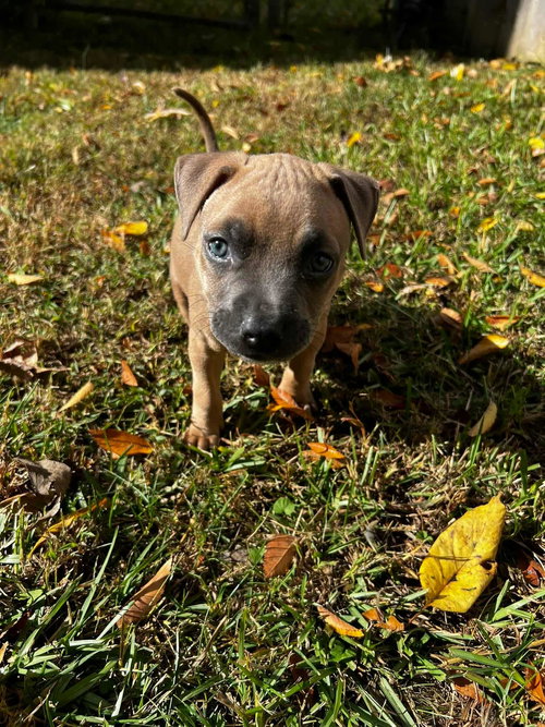 picture of the dog needing adoption