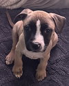 Murphy - Photo 4