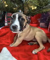 Murphy - Photo 1