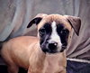 Murphy - Photo 3