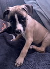 Murphy - Photo 6