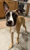 Murphy - Photo 3