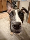 Murphy - Photo 5