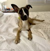 Murphy - Photo 4